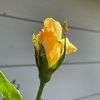 bellamia8888
